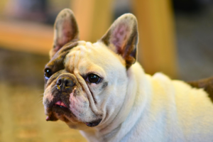 best small dogs for apartments French Bulldog relaxing on apartment sofa