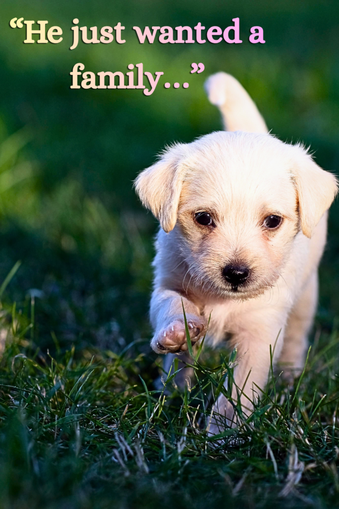small dog breeds that are calm and easy to train cute puppy walking on green grass outdoors