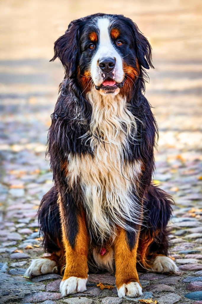 “Bernese Mountain Dog sitting outdoors with thick fluffy coat”