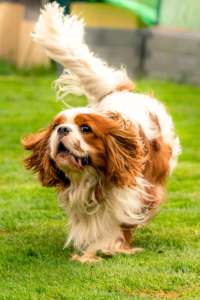 small dog breeds that are calm and easy to train Cavalier King Charles Spaniel sitting indoors