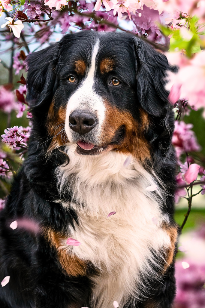 Bernese Mountain Dog with a thick, fluffy coat standing 