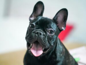 small dog breeds that are calm and easy to train French Bulldog relaxing on sofa
