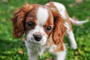 low maintenance small dog breeds for first-time owners Cavalier King Charles Spaniel indoors