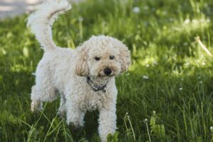 small dog breeds that are calm and easy to train Miniature Poodle playing outdoors