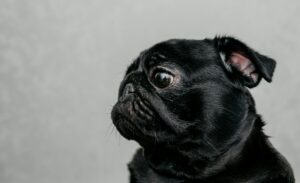 small dog breeds that are calm and easy to train cute Pug sitting calmly