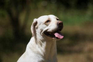 “Labrador Retriever sitting outdoors as a loyal and beginner-friendly family dog breed”