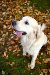“Golden Retriever sitting calmly on the ground as a friendly family dog breed”