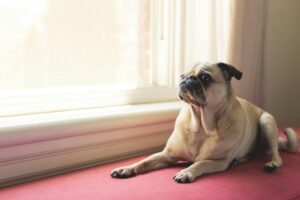 low maintenance small dog breeds for first-time owners cute Pug sitting calmly