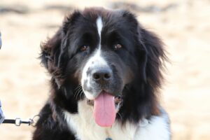 “Newfoundland dog resting peacefully beside a family outdoors”