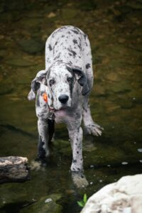 “Great Dane relaxing indoors as a calm giant dog for beginners”