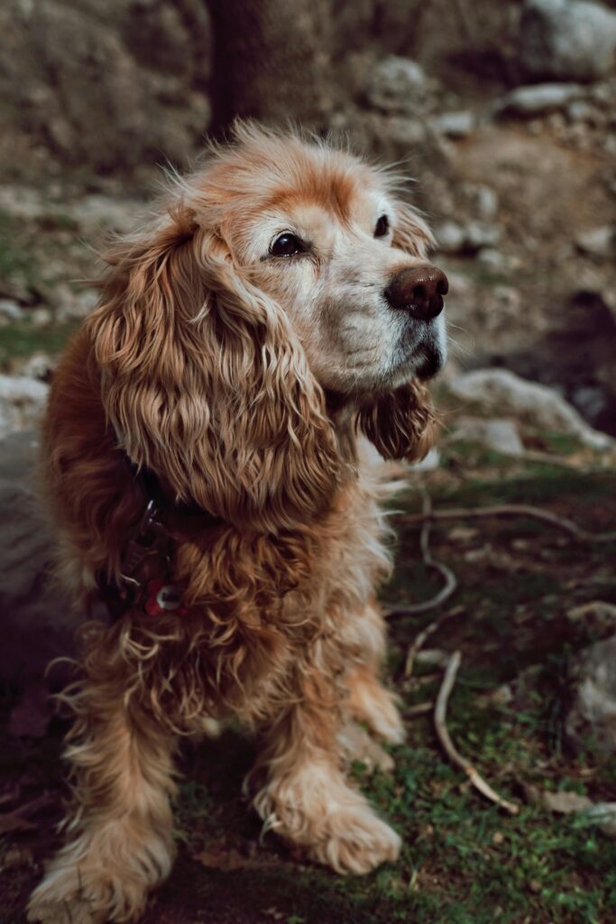 Top 7 Calm Big Dog Breeds for Families (Gentle Giants Dogs) “Clumber Spaniel relaxing inside home with calm low-energy personality and affectionate behavior”