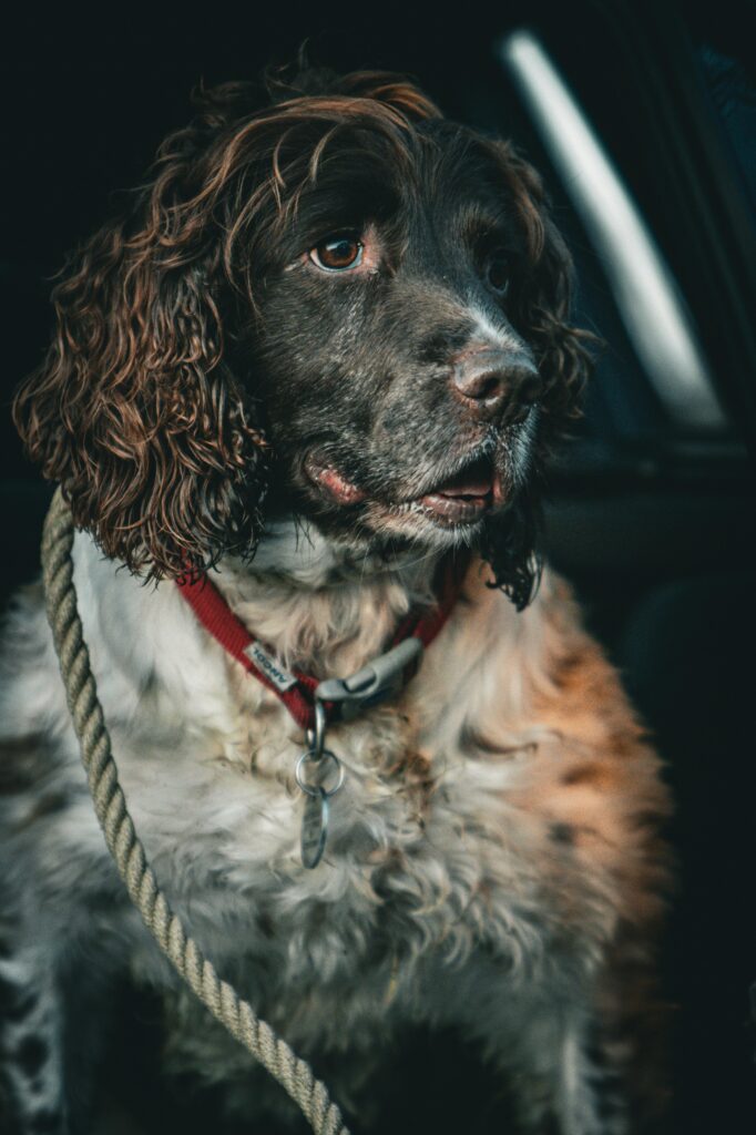 Top 7 Calm Big Dog Breeds for Families (Gentle Giants Dogs) “Clumber Spaniel relaxing inside home with calm low-energy personality and affectionate behavior”