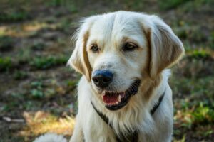 “Golden Retriever sitting happily with a family as a beginner-friendly large dog breed”