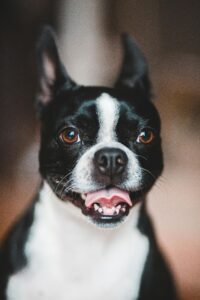 low maintenance small dog breeds for first-time owners Boston Terrier standing outside