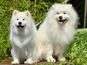“Samoyed dog sitting happily outdoors as a fluffy white animal breed”