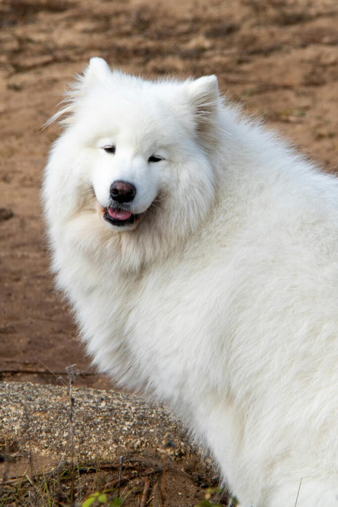 White Samoyed Big Breed