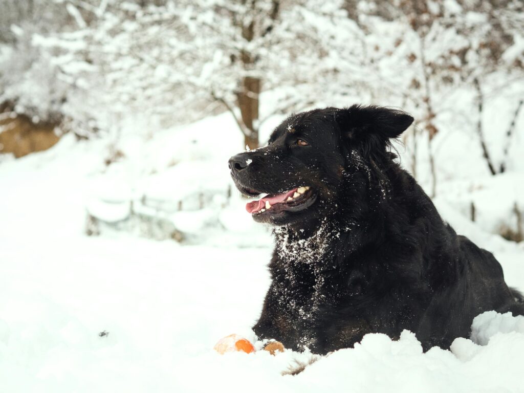 Large Fluffy Newfoundland Dog Breed In Mountain