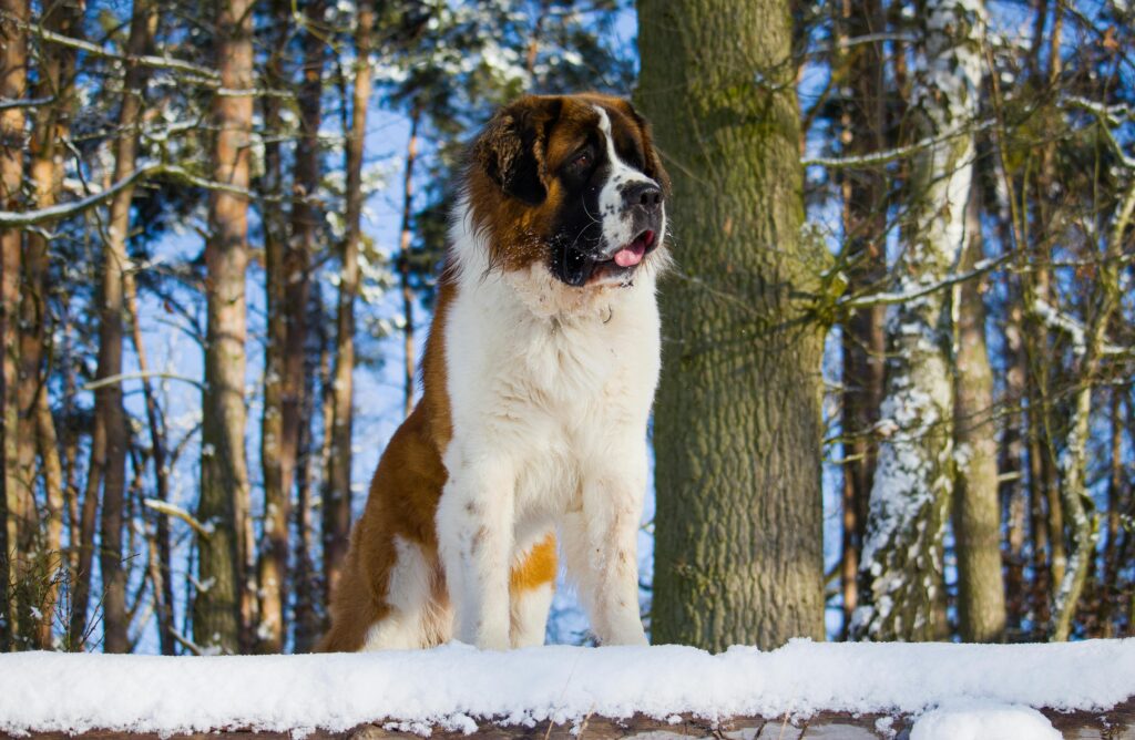 Top 7 Calm Big Dog Breeds for Families (Gentle Giants Dogs) “Saint Bernard dog with calm expression and fluffy coat, patient giant family dog breed”