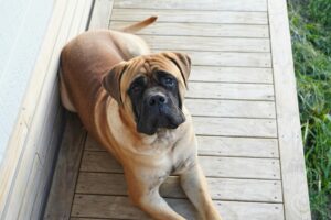 “Bullmastiff sitting calmly inside a modern apartment home”