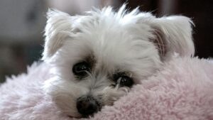 small dog breeds that are calm and easy to train white Maltese dog indoors