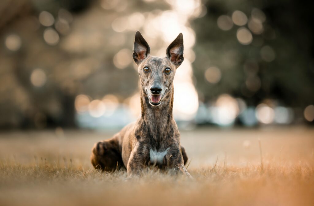 Top 7 Calm Big Dog Breeds for Families (Gentle Giants Dogs) The Great Dane, Best Big Dog Breeds for Families