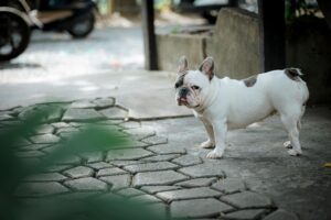 low maintenance small dog breeds for first-time owners French Bulldog relaxing indoors