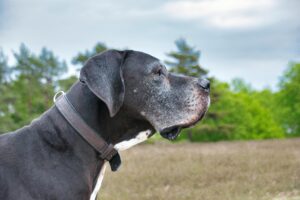 “Great Dane relaxing indoors as a calm apartment-friendly giant dog breed”