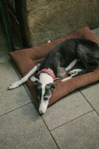 “Greyhound lying calmly inside a small apartment living room”