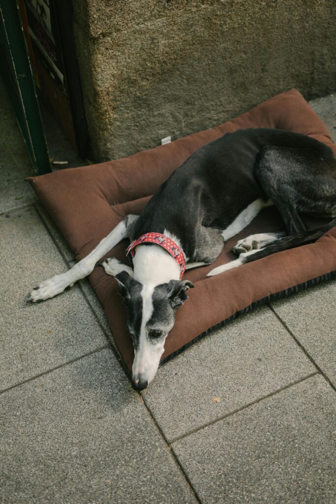 Top 7 Calm Big Dog Breeds for Families (Gentle Giants Dogs) “Relaxed Greyhound resting indoors, low energy large dog breed perfect for apartments”