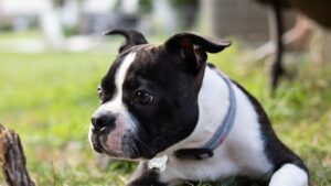 small dog breeds that are calm and easy to train Boston Terrier standing outside
