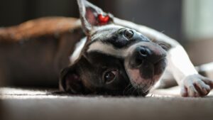 low maintenance small dog breeds for first-time owners Boston Terrier standing outside