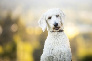 “Standard Poodle standing indoors as a beginner-friendly large dog breed”