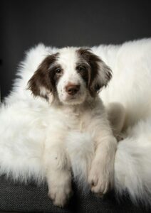 “Clumber Spaniel relaxing comfortably inside a family apartment”